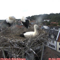 17_40-nest.jpg