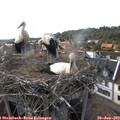 17_45-nest.jpg