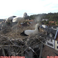 17_50-nest.jpg
