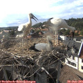 17_55-nest.jpg