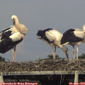 18_00-mast.jpg