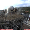 18_00-nest.jpg