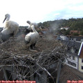18_05-nest.jpg