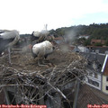 18_10-nest.jpg