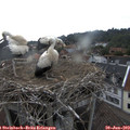 18_15-nest.jpg