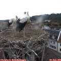 18_20-nest.jpg