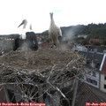 18_30-nest.jpg
