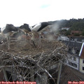 18_35-nest.jpg