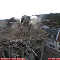 18_40-nest.jpg