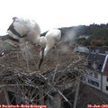 18_45-nest.jpg