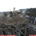 18_50-nest.jpg
