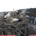 18_55-nest.jpg