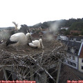 19_00-nest.jpg