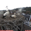 19_05-nest.jpg
