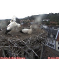 19_10-nest.jpg