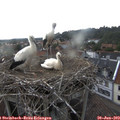 19_15-nest.jpg