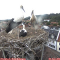 19_20-nest.jpg