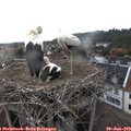 19_25-nest.jpg