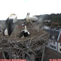 19_30-nest.jpg