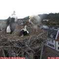 19_35-nest.jpg