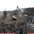 19_40-nest.jpg