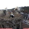 19_45-nest.jpg