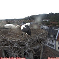 19_50-nest.jpg