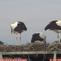 19_55-mast.jpg