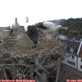 19_55-nest.jpg
