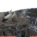 20_00-nest.jpg