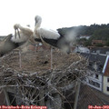 20_05-nest.jpg