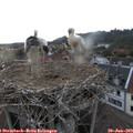 20_10-nest.jpg