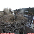 20_15-nest.jpg