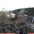 20_20-nest.jpg