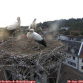 20_25-nest.jpg