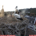 20_30-nest.jpg