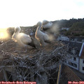 20_35-nest.jpg