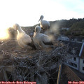 20_40-nest.jpg