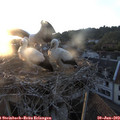 20_45-nest.jpg
