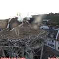 21_00-nest.jpg