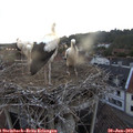 21_05-nest.jpg