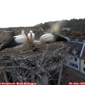 21_10-nest.jpg