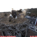 21_20-nest.jpg