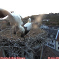 21_25-nest.jpg