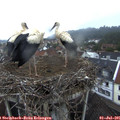 05_25-nest.jpg