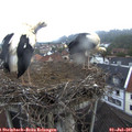 05_30-nest.jpg