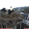 05_35-nest.jpg