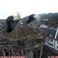 05_40-nest.jpg