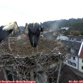 05_45-nest.jpg