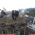 05_50-nest.jpg